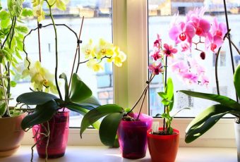 Orchids Can Be Tough To Maintain