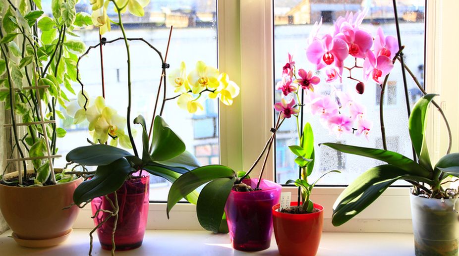 Orchids Can Be Tough To Maintain