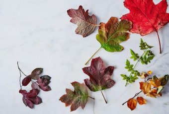 Choosing Proper Leaves Is Crucial