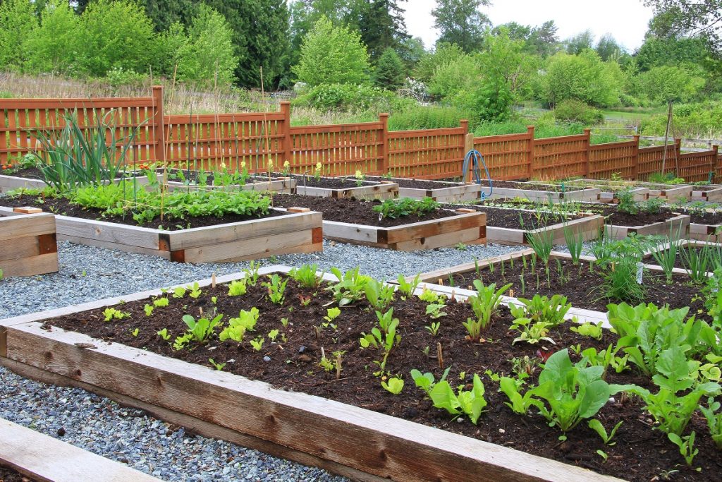 Growing Food For The Community