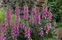 Digitalis Panther