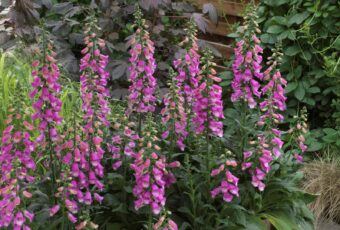 Digitalis Panther