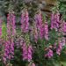 Digitalis Panther