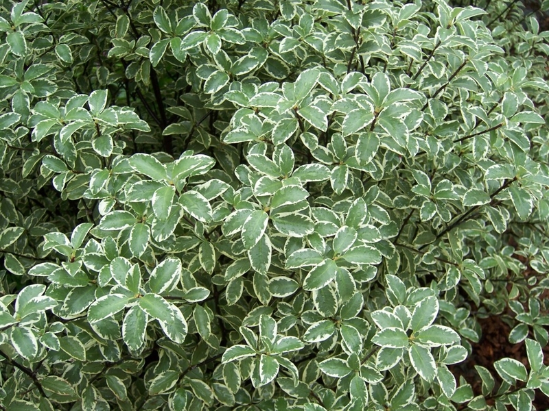 Pittosporum Tenuifolium Silver Queen