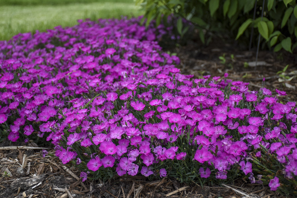 Dianthus