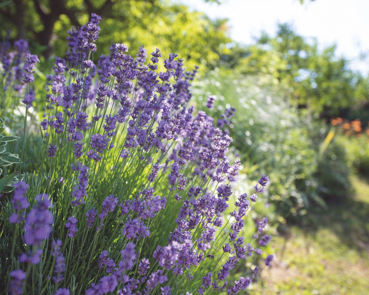 Lavender Tree